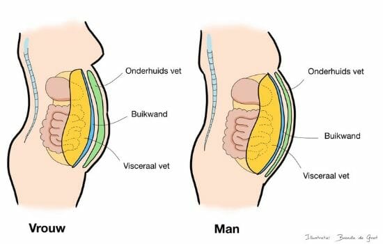 hier zie je waar visceraal vet en orgaanvet zit